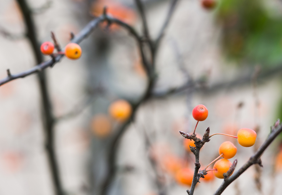Baies oranges