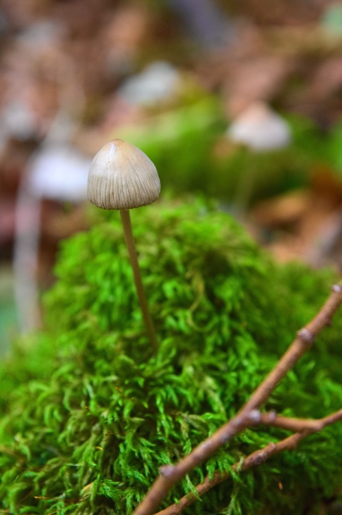 Champignon