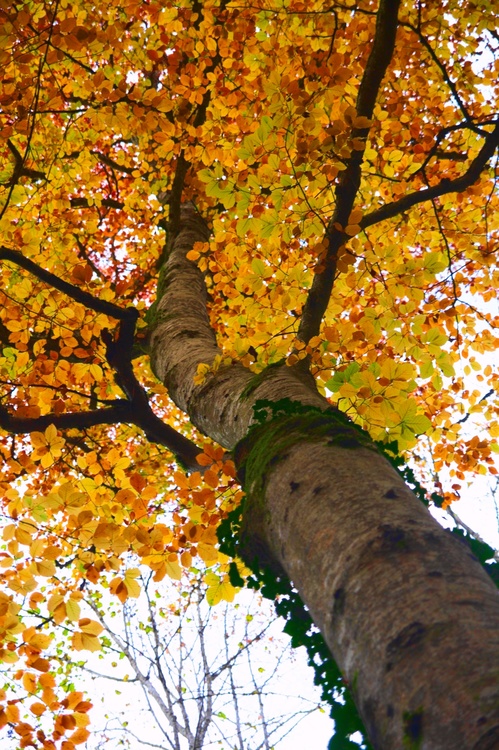 Arbre