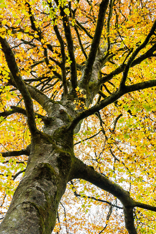 Automne