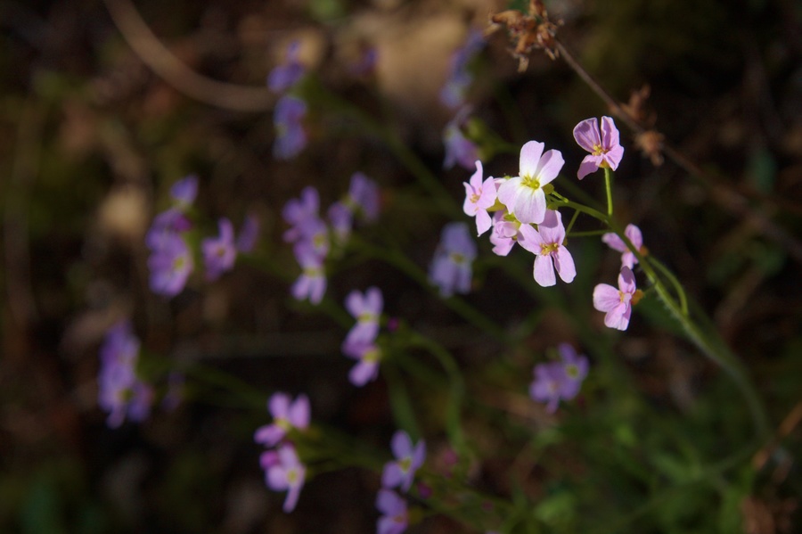 Violettes