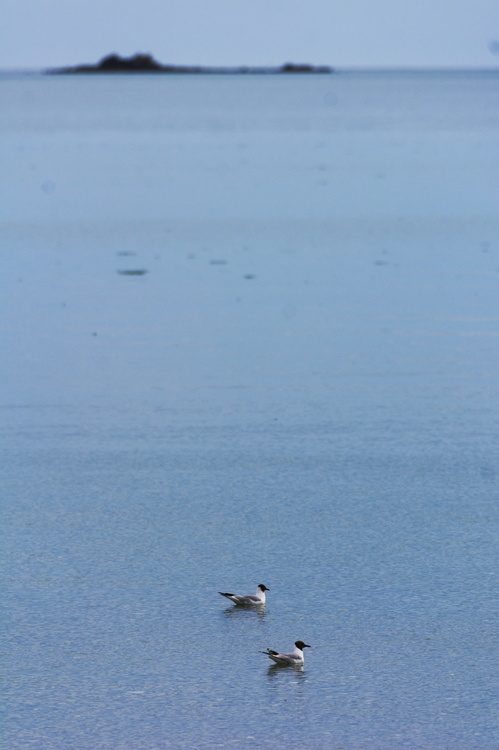 Mouettes atricille
