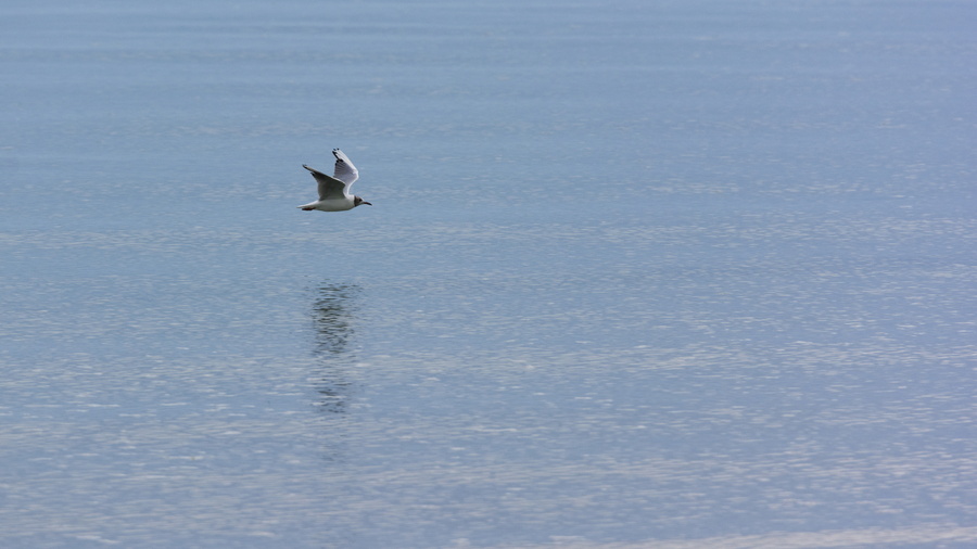 Mouette atricille
