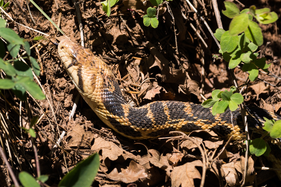 Serpent