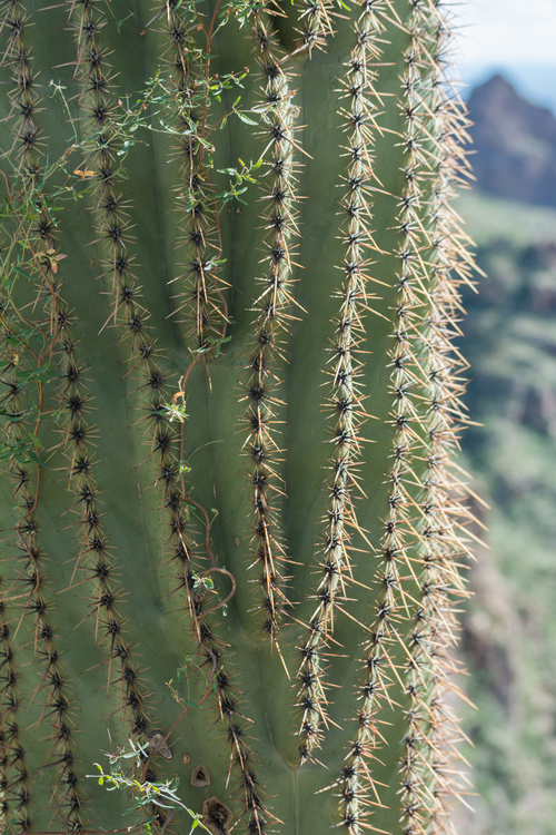 Saguaro
