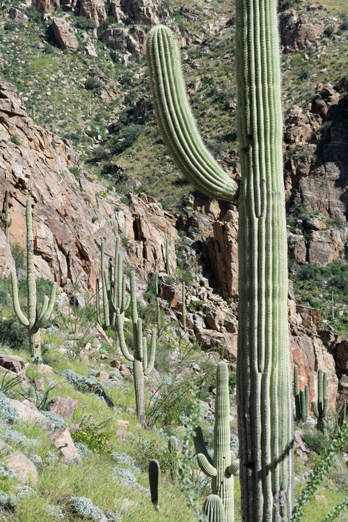 Ventana canyon