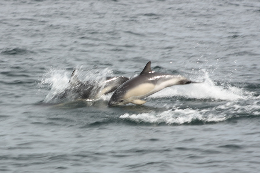 Dauphins !