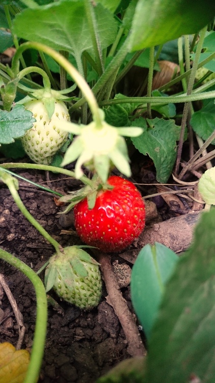 Fraises