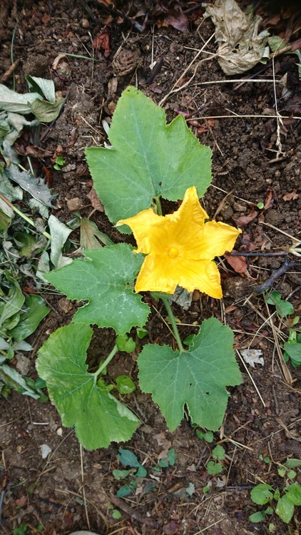 Courgette