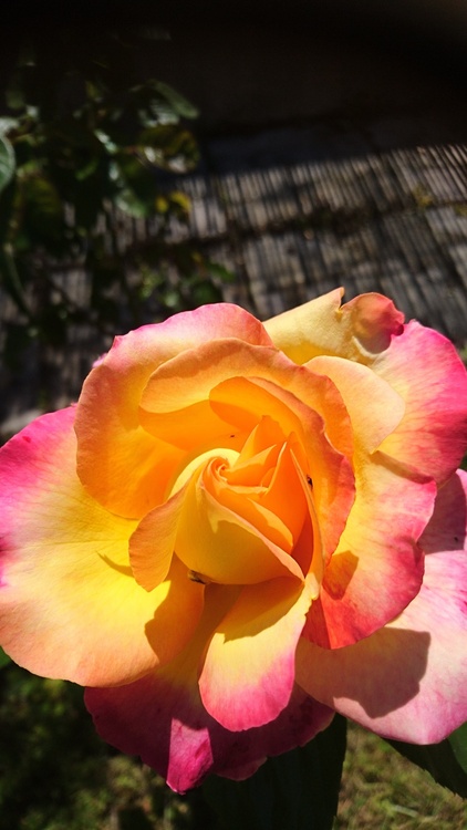 Rose