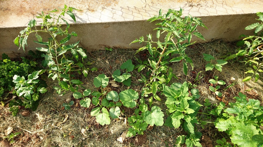 Début de potager