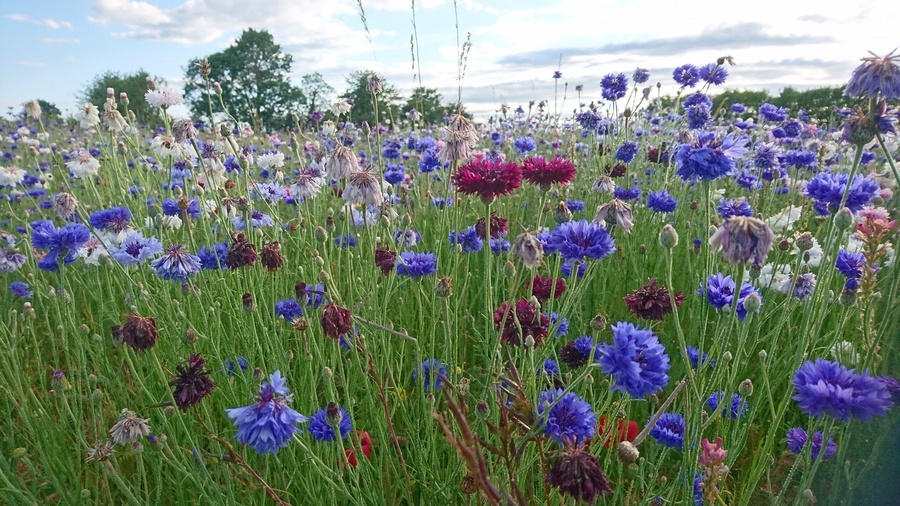 Prairie fleurie