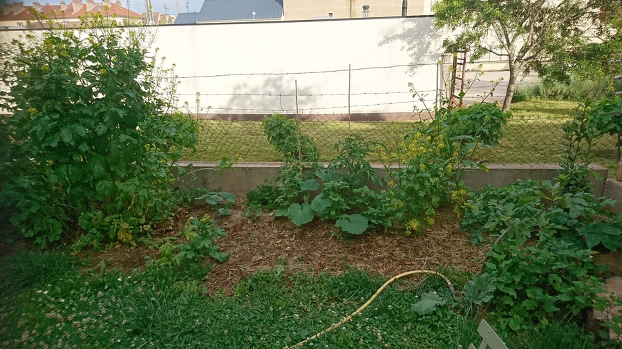 Évolution du potager