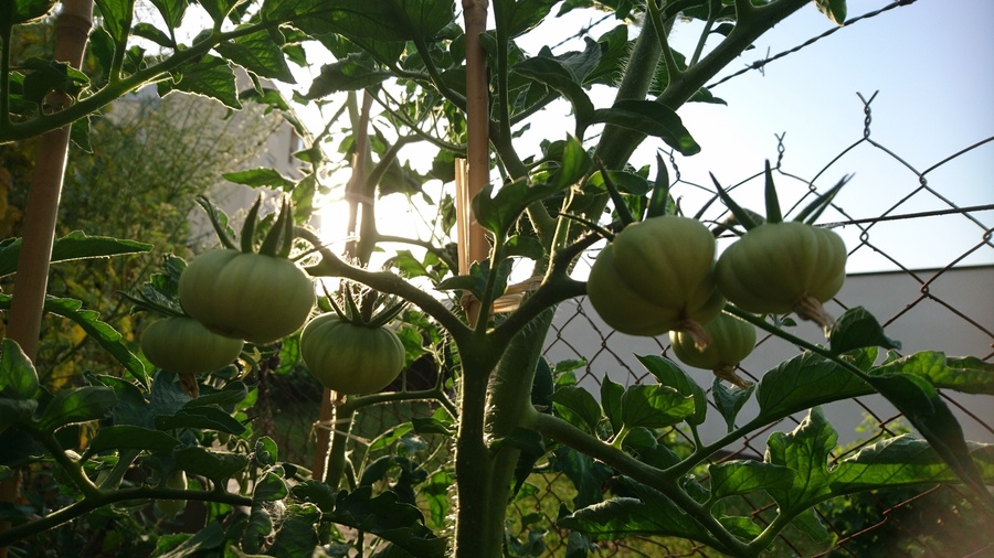Tomates