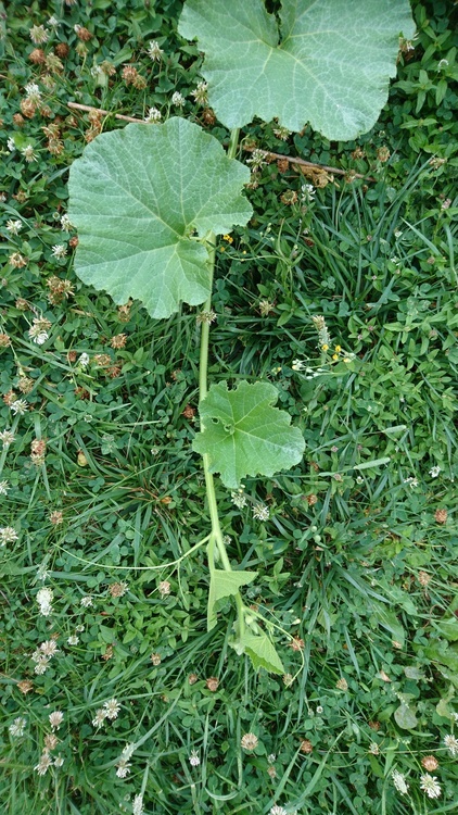 Courge