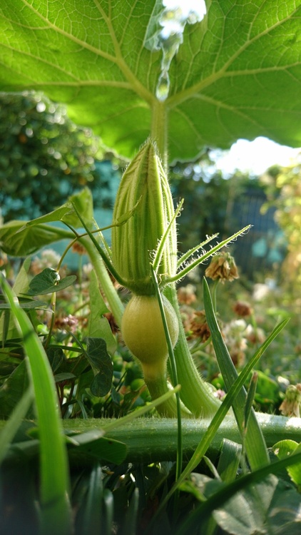 Courge