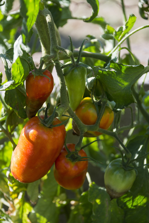 Tomates