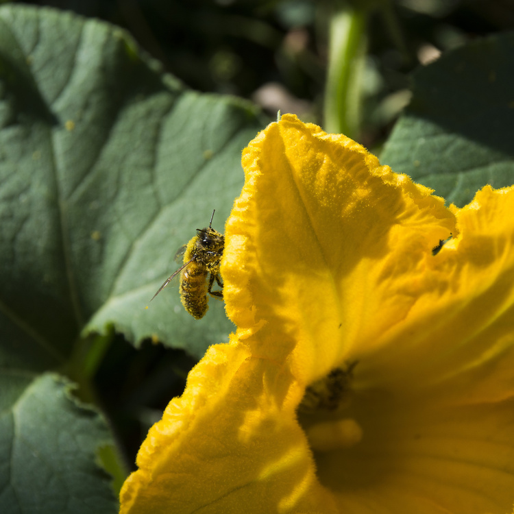 Abeille