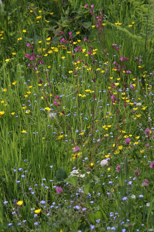 Des fleurs...