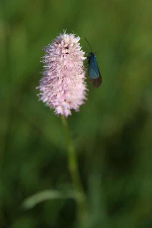 Fleur et papillon