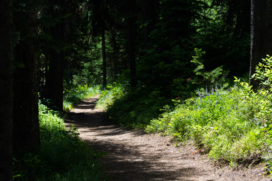 Lakeshore trail