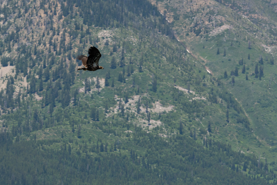 Bald Eagle