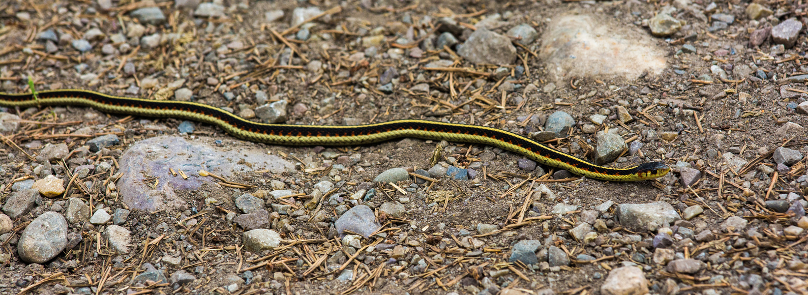 Garter snake