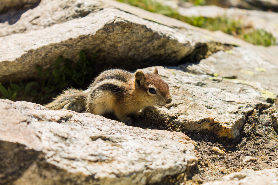 Chipmunk