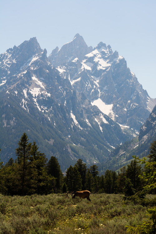 Elk