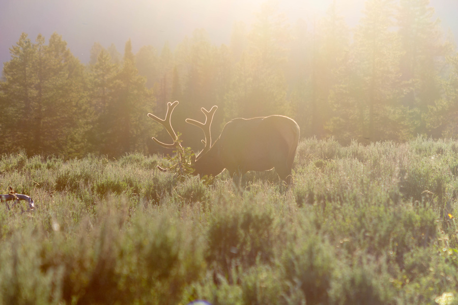 Elk