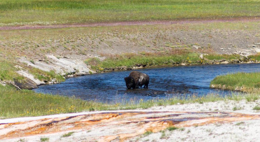 Bison !
