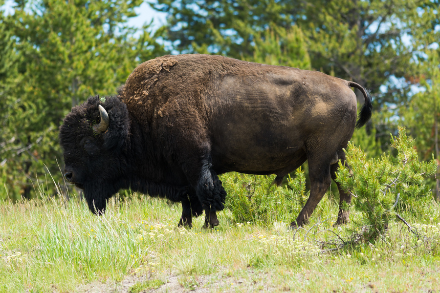 Bison