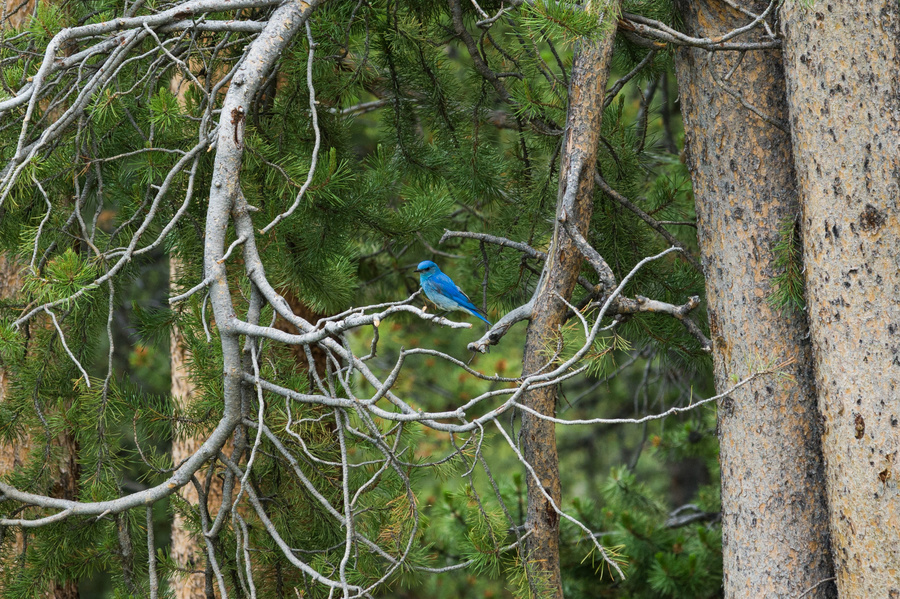 Mountain Bluebird