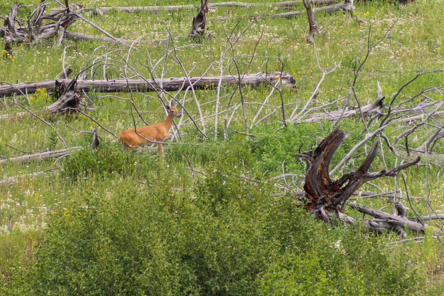 Mule Deer ?