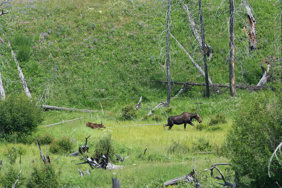 Moose & cub