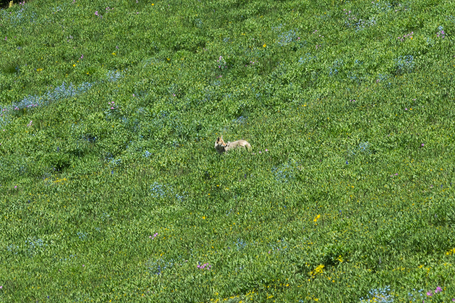 Coyote