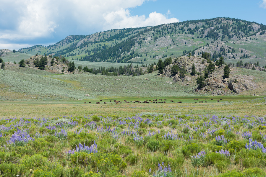 Lamar Valley