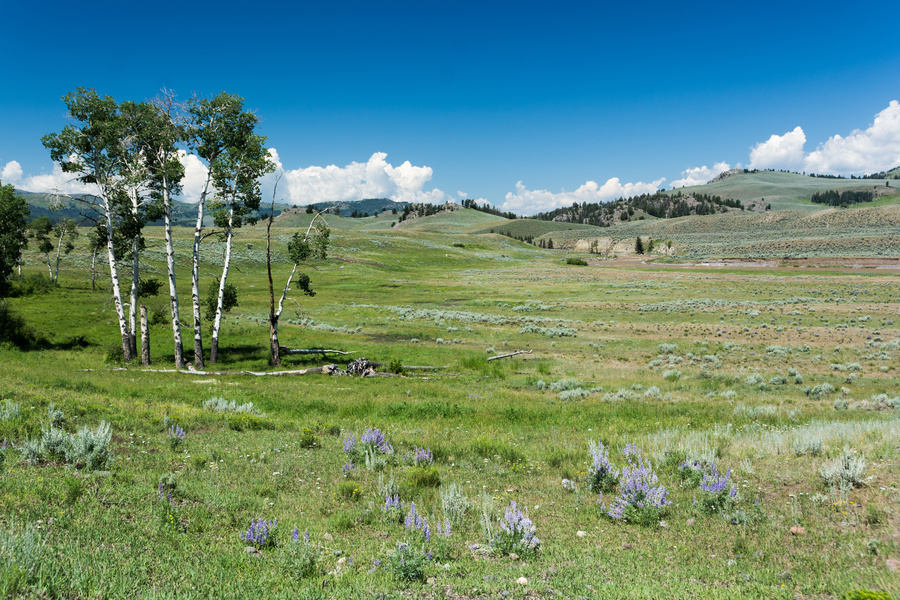 Lamar Valley