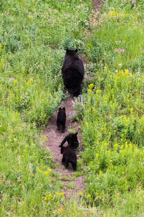 Black bear & cubs