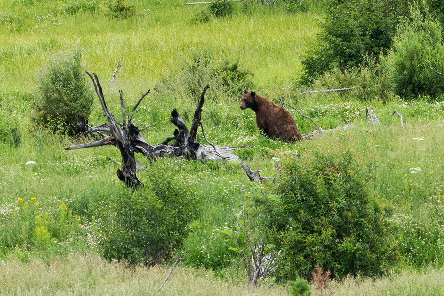 Black bear