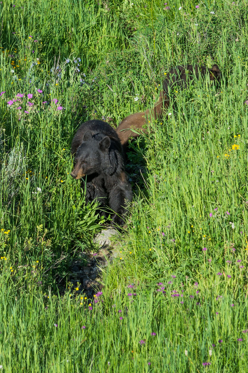 Black bear & cubs