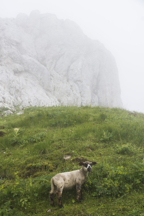 Moutons