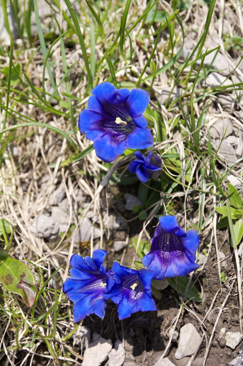 Gentianes bleues