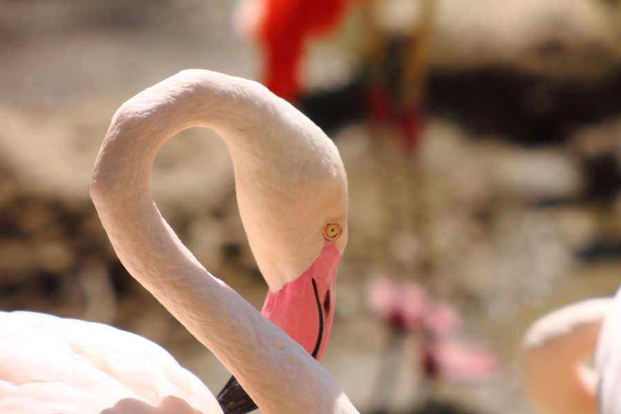 Flamand rose