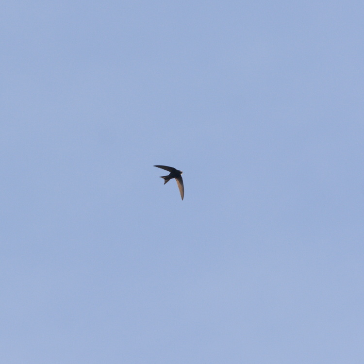 Hirondelle