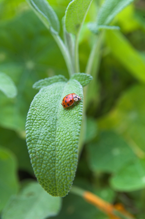 Coccinelle