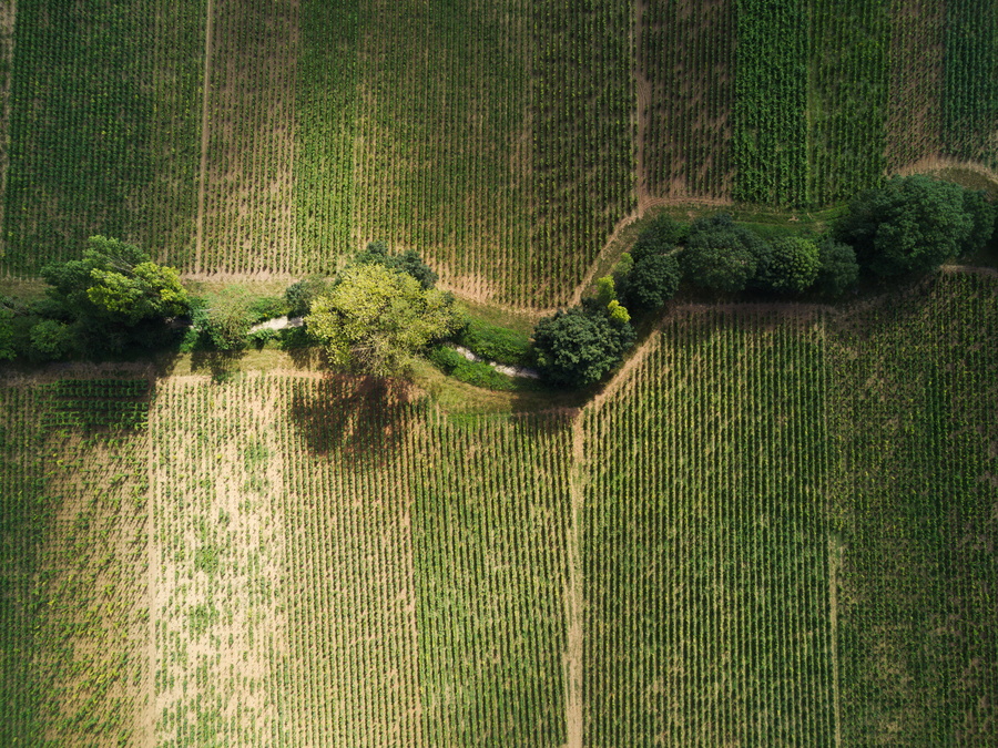 Ruisseau et vignes