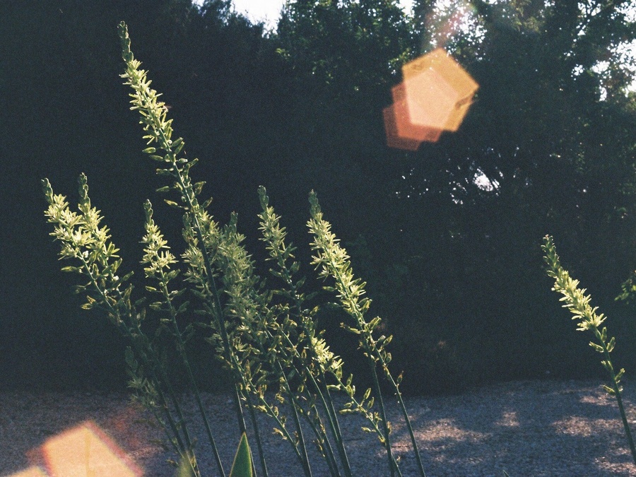 Asperges des bois