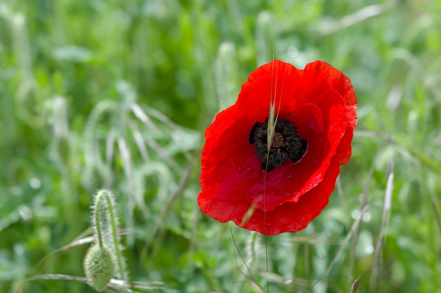 Coquelicot
