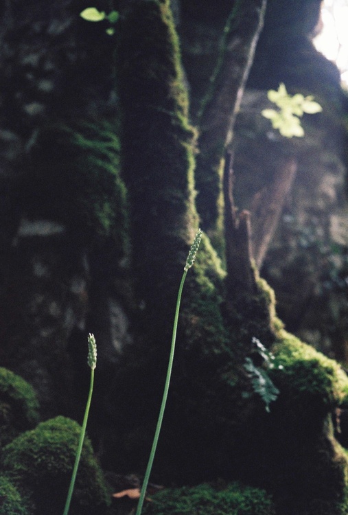 Asperges des bois